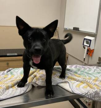 Rescue Cardigan Welsh Corgi and French Bulldog Dogs for Adoption in San Luis Obispo, California - Bigs | PetCurious