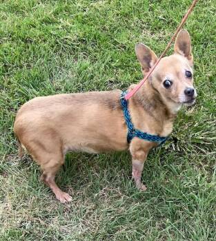 Rescue Chiweenie Dogs for Adoption in Henrietta, Texas - Bella | PetCurious