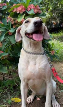 Sheila -  Labrador Retriever and Hound Dog for Adoption in Ramona, California - Sheila | PetCurious