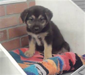 German Shepherd Dog and Mixed Breed Dogs Available for Adoption in Houston, Texas - A2072323 | PetCurious