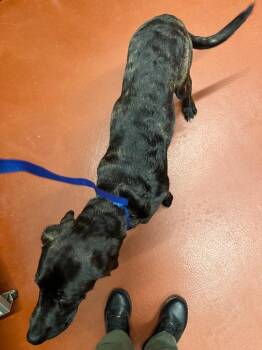 Jaxx -  Mixed Breed Dog for Adoption in Douglasville, Georgia - Jaxx | PetCurious
