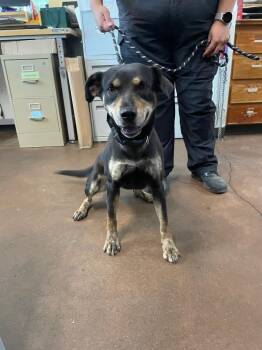 Pit Bull Terrier and Shepherd Dogs Available for Adoption in Chico, California - Kona | PetCurious