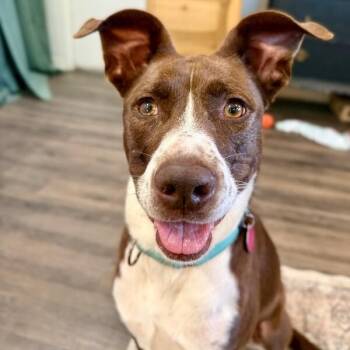 Scarlet Mae The Floppy Eared Lovebug -  German Shorthaired Pointer and Labrador Retriever Dog for Adoption in Friendswood, Texas - Scarlet Mae The Floppy Eared Lovebug | PetCurious