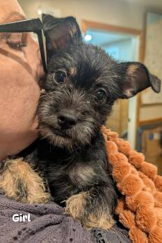 Girl 1 from Cookies Litter -  Shih Tzu and Yorkshire Terrier Dog for Adoption in Brockport, New York - Girl 1 From Cookies Litter | PetCurious