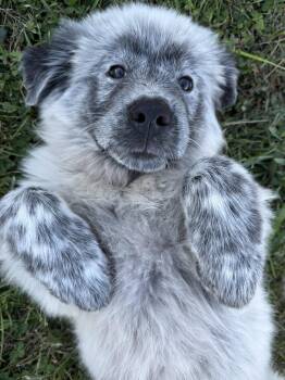 Rescue Great Pyrenees Dogs for Adoption in Nashville, Tennessee - Bitty | PetCurious