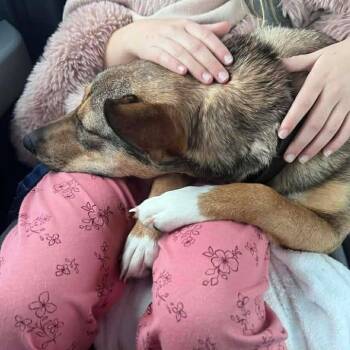 Shepherd Dogs Available for Adoption - Lavender | PetCurious