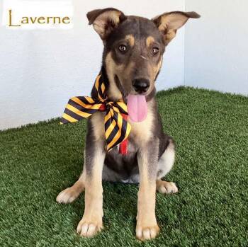 Laverne -  German Shepherd Dog Dog for Adoption in San Diego, California - Laverne | PetCurious