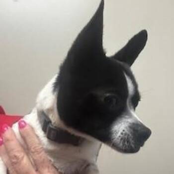 Boston Terrier and Chihuahua Dogs Available for Adoption in Tulsa, Oklahoma - Ali Kat | PetCurious