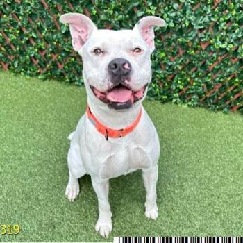 Mixed Breed Dogs Available for Adoption in West Palm Beach, Florida - Dippity | PetCurious