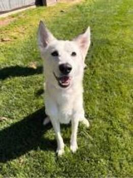 Remi -  Husky Dog for Adoption in Redmond, Oregon - Remi | PetCurious