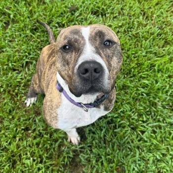 Harbor 1639 -  Mixed Breed Dog for Adoption in Columbus, Georgia - Harbor 1639 | PetCurious