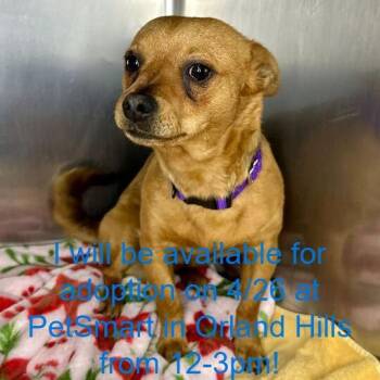 Chihuahua and Mixed Breed Dogs Available for Adoption in Matteson, Illinois - Willie Nelson | PetCurious