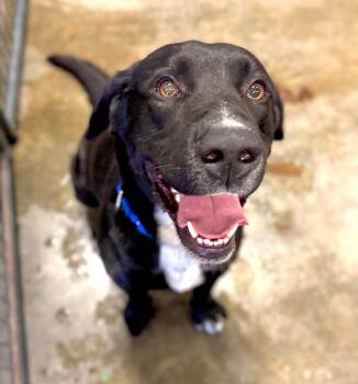 Rescue Labrador Retriever Dogs for Adoption in Ashland, Kentucky - Otis | PetCurious