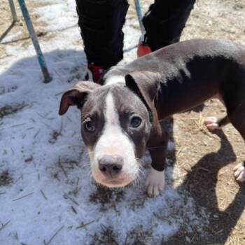 Pit Bull Terrier Dogs Available for Adoption - Sunkist | PetCurious