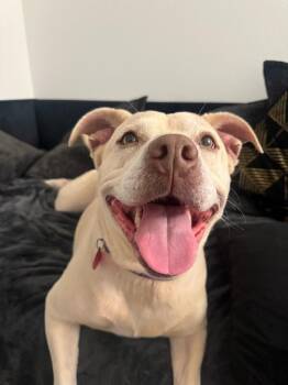 Yellow Labrador Retriever and Labrador Retriever Dogs Available for Adoption in Friendswood, Texas - Daisy The Happy Family Lab | PetCurious