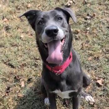 Rescue Black Labrador Retriever Dogs for Adoption in Maysville, Kentucky - Sadie | PetCurious