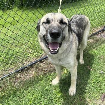 Shepherd and Mixed Breed Dogs Available for Adoption in Cabot, Arkansas - (Found) Pumpkin | PetCurious