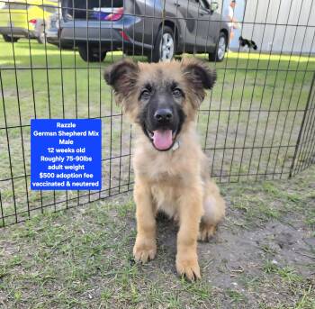 German Shepherd Dog Dogs Available for Adoption - Razzle | PetCurious