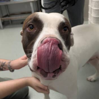 Bandit -  Terrier Dog for Adoption in Abilene, Texas - Bandit | PetCurious