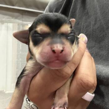 Bequia -  Chihuahua Dog for Adoption in Park Row, Texas - Bequia | PetCurious