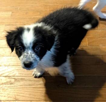 Jules -  Border Collie and Australian Shepherd Dog for Adoption in Fredericksburg, Virginia - Jules | PetCurious