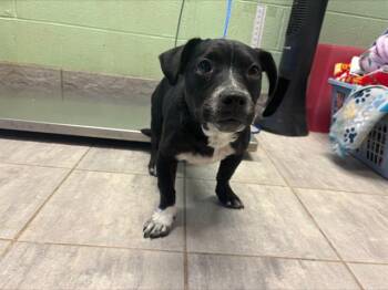 American Staffordshire Terrier and Mixed Breed Dogs Available for Adoption in Grand Prairie, Texas - CEDAR | PetCurious