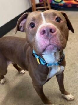 Rescue Pit Bull Terrier Dogs for Adoption in Cleveland, Ohio - Cooper | PetCurious