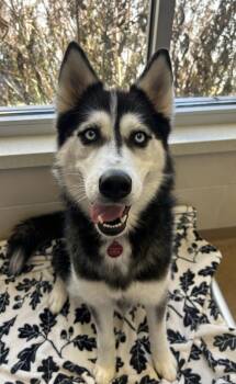 Rescue Siberian Husky Dogs for Adoption - Bluey | PetCurious