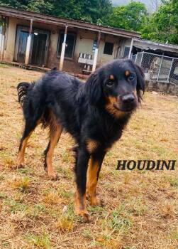 Houdini -  Shepherd Dog for Adoption in Milford, New Hampshire - Houdini | PetCurious
