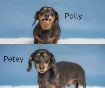 Dachshund Dogs Available for Adoption in Huntsville, Ontario - Petey (bonded With Polly) | PetCurious