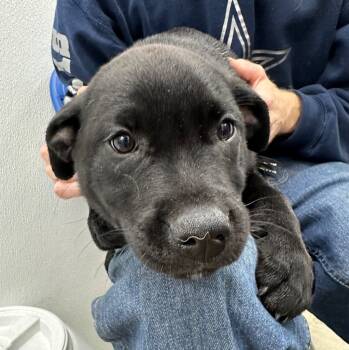 Rescue Mixed Breed Dogs for Adoption in Lake City, Arkansas - Autumn | PetCurious