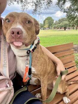 CARLY -  Boxer and Pit Bull Terrier Dog for Adoption in Richmond, Texas - CARLY | PetCurious