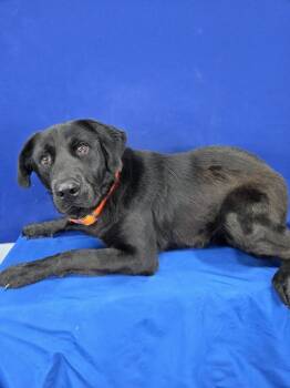 Remington -  Labrador Retriever Dog for Adoption in Ruston, Louisiana - Remington | PetCurious