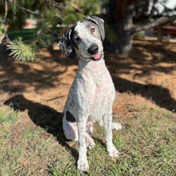 Williston--In Foster***ADOPTION PENDING*** -  Bernese Mountain Dog and Poodle Dog for Adoption in Fargo, North Dakota - Williston--In Foster***ADOPTION PENDING*** | PetCurious