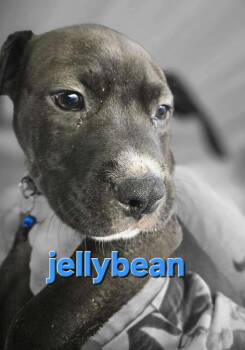 Rescue Pit Bull Terrier Dogs for Adoption in Arlee, Montana - Jellybean | PetCurious
