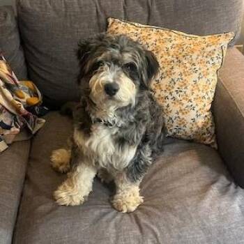 Australian Shepherd and Bernese Mountain Dog Dogs Available for Adoption - Willow | PetCurious