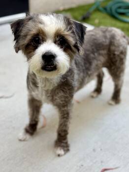 Orio -  Shih Tzu and Poodle Dog for Adoption in Cypress, California - Orio | PetCurious