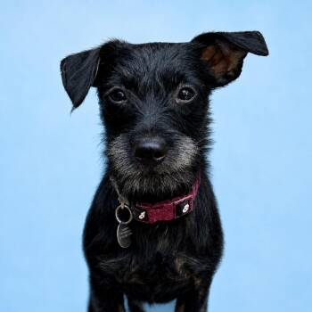 Jane -  Chihuahua and Terrier Dog for Adoption in Lewisville, Texas - Jane | PetCurious