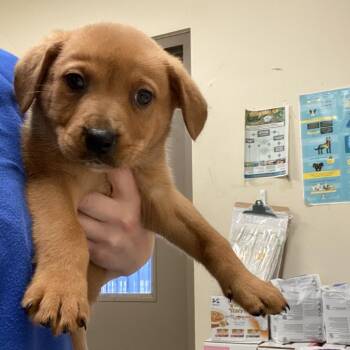Jackson -  Mixed Breed Dog for Adoption in Memphis, Tennessee - Jackson | PetCurious