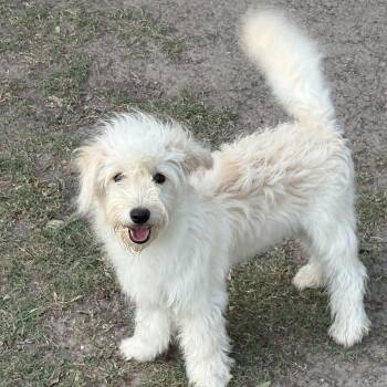 Ziggy -  Terrier Dog for Adoption in Mcallen, Texas - Ziggy | PetCurious