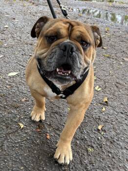 English Bulldog Dogs Available for Adoption - DIESEL | PetCurious