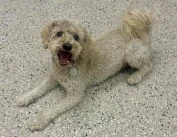 Herb -  Poodle Dog for Adoption in Littleton, Colorado - Herb | PetCurious
