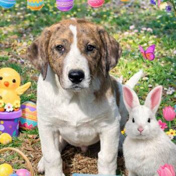 Border Collie and Labrador Retriever Dogs Available for Adoption - ELSON | PetCurious