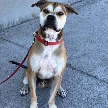 Graham - Recently Trained Gentle Pup -  Boxer Dog for Adoption in Kirkland, Washington - Graham - Recently Trained Gentle Pup | PetCurious