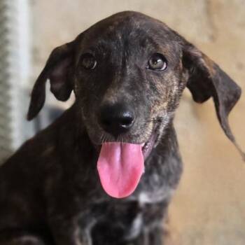 Cider BF2 -  Mixed Breed Dog for Adoption in Isabela, Isabela - Cider BF2 | PetCurious