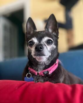 Chihuahua Dogs Available for Adoption in De Pere, Wisconsin - Paris | PetCurious