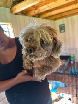 Angelica -  Miniature Poodle Dog for Adoption in Richmond, Kentucky - Angelica | PetCurious