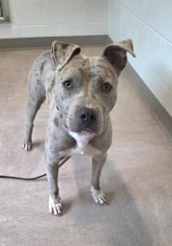 FLAPJACK -  Pit Bull Terrier Dog for Adoption in Derwood, Maryland - FLAPJACK | PetCurious