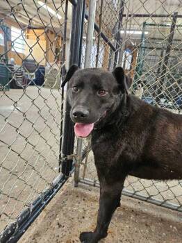 Skip -  Labrador Retriever and Mixed Breed Dog for Adoption in Calgary, Alberta - Skip | PetCurious