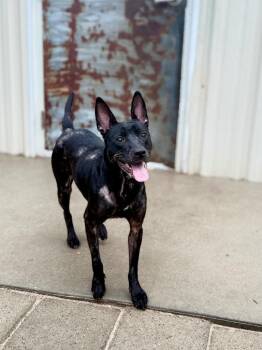 Naomi -  Shepherd and Mixed Breed Dog for Adoption in Muskegon, Michigan - Naomi | PetCurious